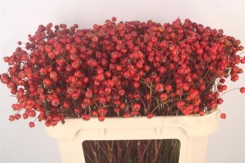 Rosa 'Red Hooijdonk' (rozenbottel)