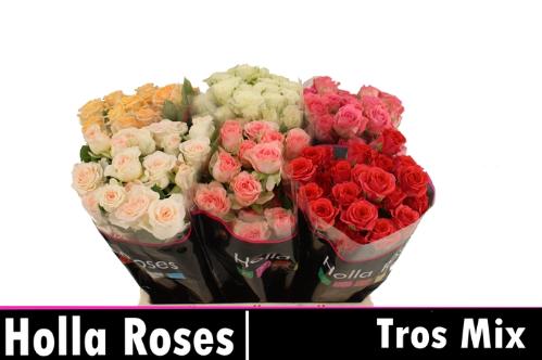 Rosa tros overig