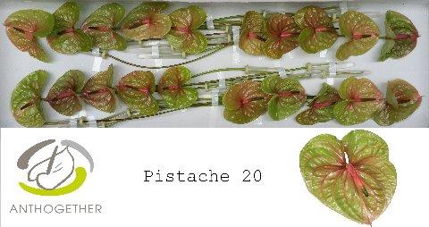 Anthurium Andreanum Grp Pistache