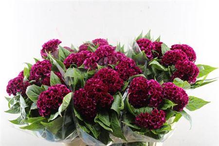 Celosia argentea (Cristata Grp) 'Mystic'
