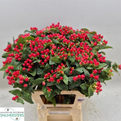 Hypericum x inodorum Magical Hotshot