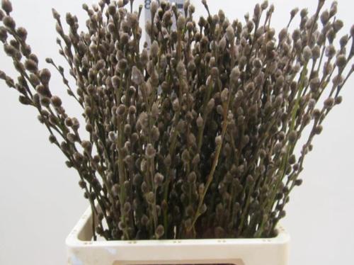 Salix kleurbehandeld H%