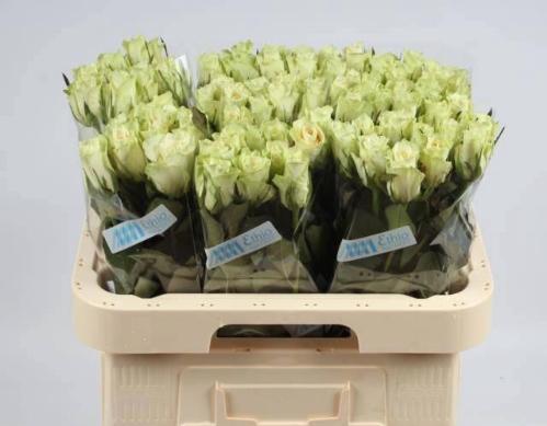 Rosa grootbloemig Athena