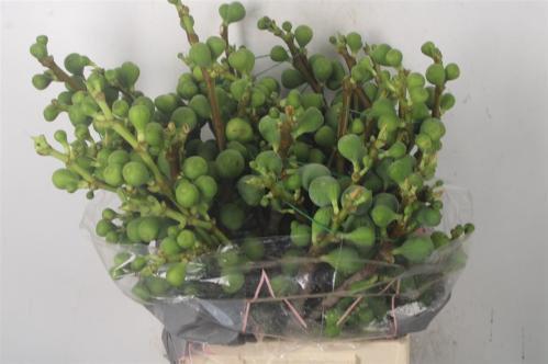 Eucalyptus per bos cinerea