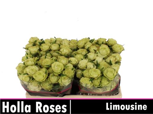 Rosa tros Limousine