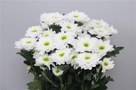 Chrysanthemum (Indicum Grp) tros Commander