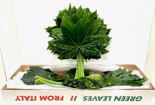 Fatsia japonica (blad)