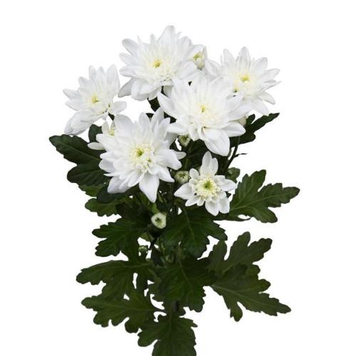 Chrysanthemum Indicum Grp tros Olaf
