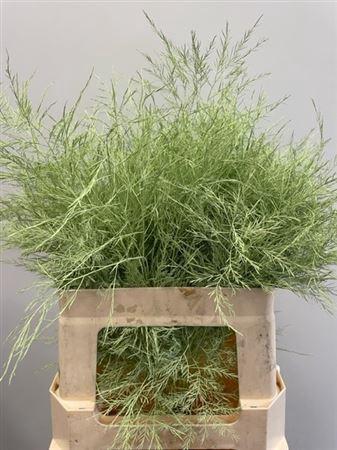 Decoratiegroen kleurbehandeld per bos H%
