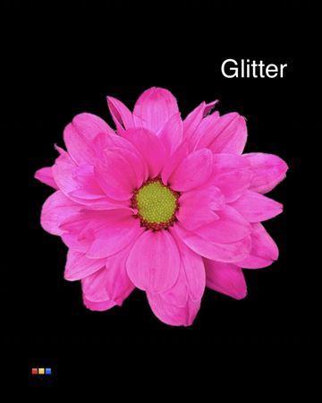 Chrysanthemum Indicum Grp tros kas kleurbehandeld H%