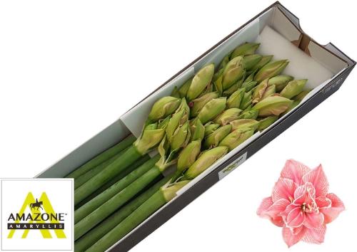 Hippeastrum Double Galaxy Grp Sweet Nymph