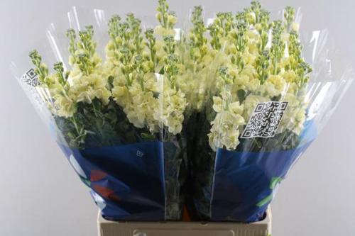 Matthiola incana 'Iron Yellow'