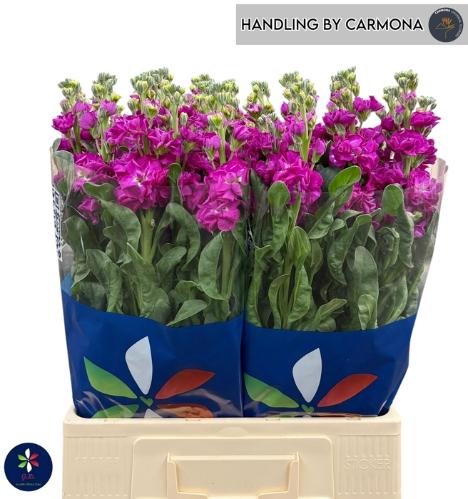 Rosa grootbloemig Duende!