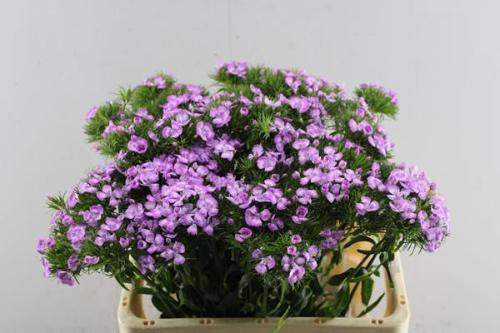 Dianthus barbatus Melian Breanthus