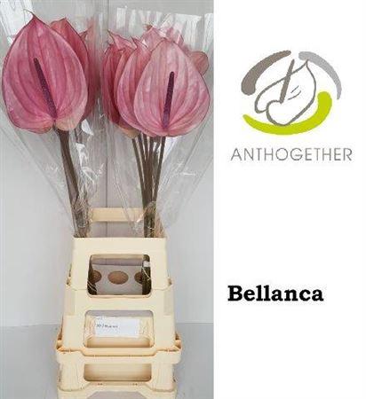 Anthurium Andreanum Grp Bellanca