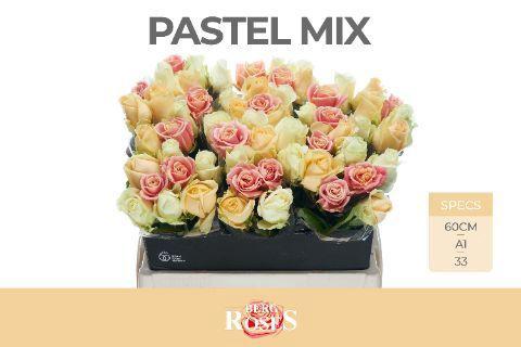 Rosa grootbloemig Avalanche Pastel gemengd in bos