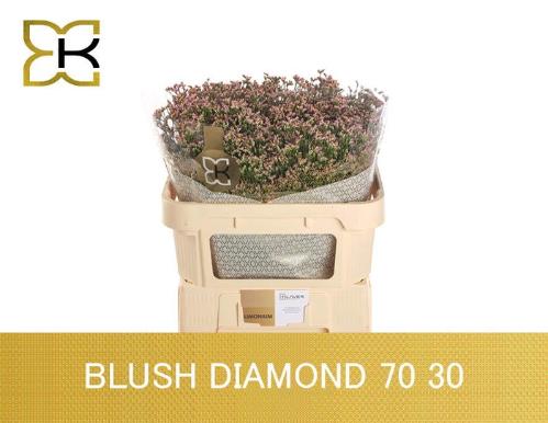 Limonium sinensis Blush Diamond