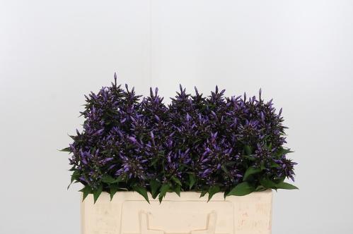 Phlox Paniculata Grp overig