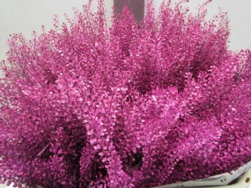 Lepidium kleurbehandeld H%