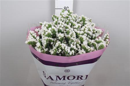 Limonium sinuatum Silvery Sun Birds