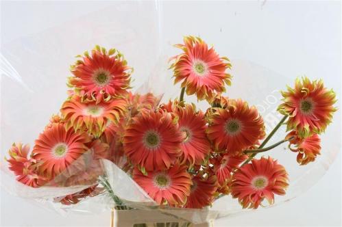 Gerbera grootbloemig krulvormig Pastini Rivello