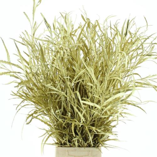 Decoratiegroen kleurbehandeld per bos H%