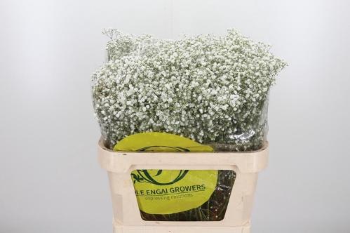 Gypsophila paniculata Xlence