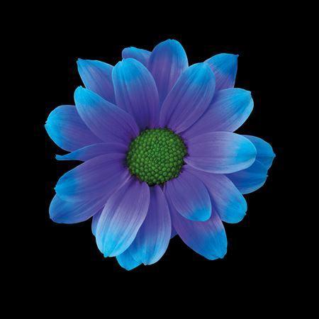 Chrysanthemum Indicum Grp tros kas kleurbehandeld H%