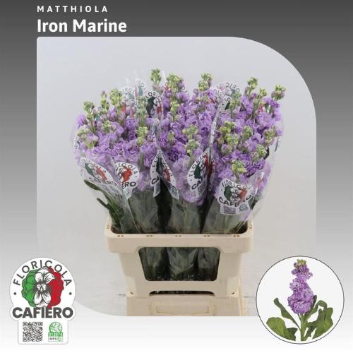 Matthiola incana 'Iron Marine'
