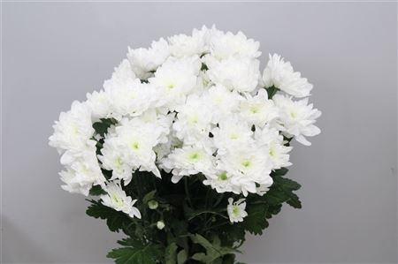 Chrysanthemum Indicum Grp tros Olaf
