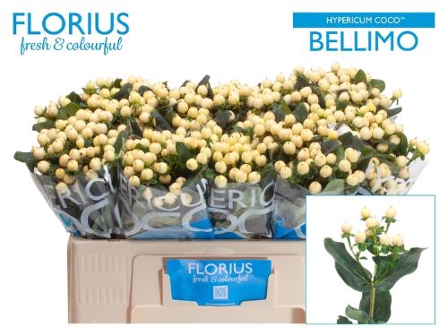 Hypericum Coco Bellimo