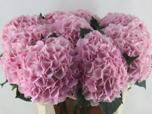 Hydrangea macrophylla 'Verena'