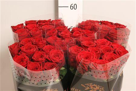 Rosa grootbloemig Red Naomi!