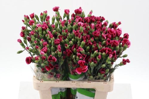 Dianthus tros Solomio Sem