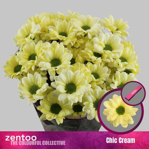 Chrysanthemum (Indicum Grp) tros Chic Cream