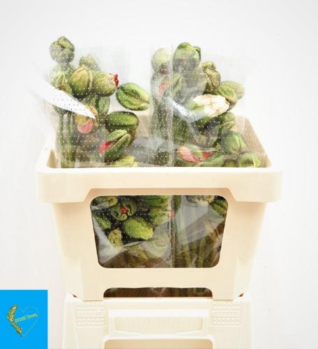 Papaver nudicaule Poppy Bussana gemengd