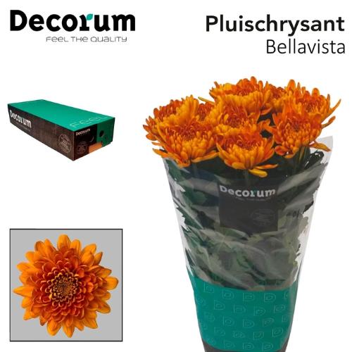 Chrysanthemum (Indicum Grp) geplozen Bellavista