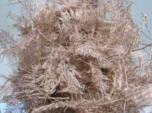 Asparagus overig kleurbehandeld H%