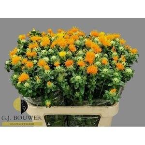 Carthamus tinctorius 'Zanzibar'