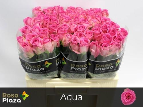 Rosa grootbloemig Aqua!