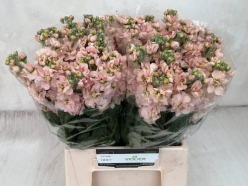 Matthiola incana 'Iron Apricot'