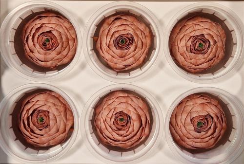 Rosa grootbloemig kleurbehandeld H%