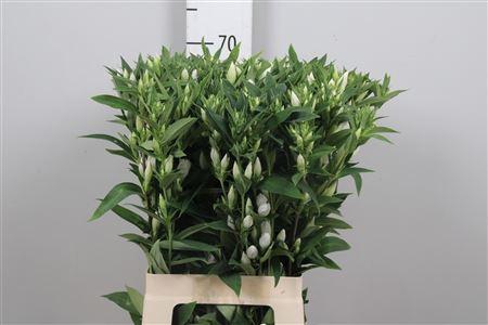 Gentiana White Sky