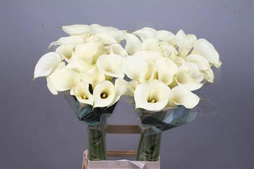 Zantedeschia 'Snowstar'