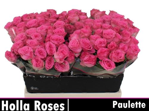 Rosa tros Paulette!