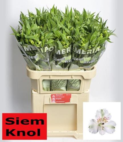 Alstroemeria 'Virginia'