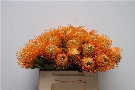 Leucospermum 'Soleil'