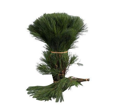 Pinus strobus per bos