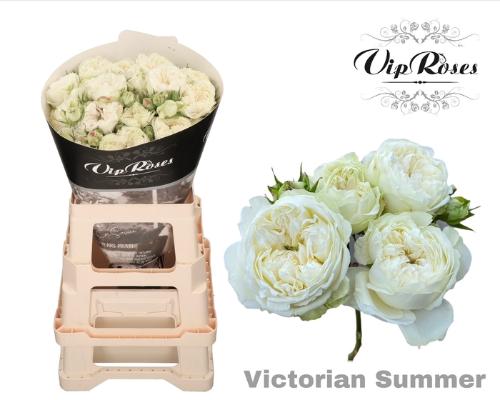 Rosa tros Victorian Summer+