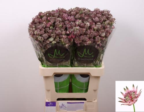 Astrantia major 'Star of Africa'